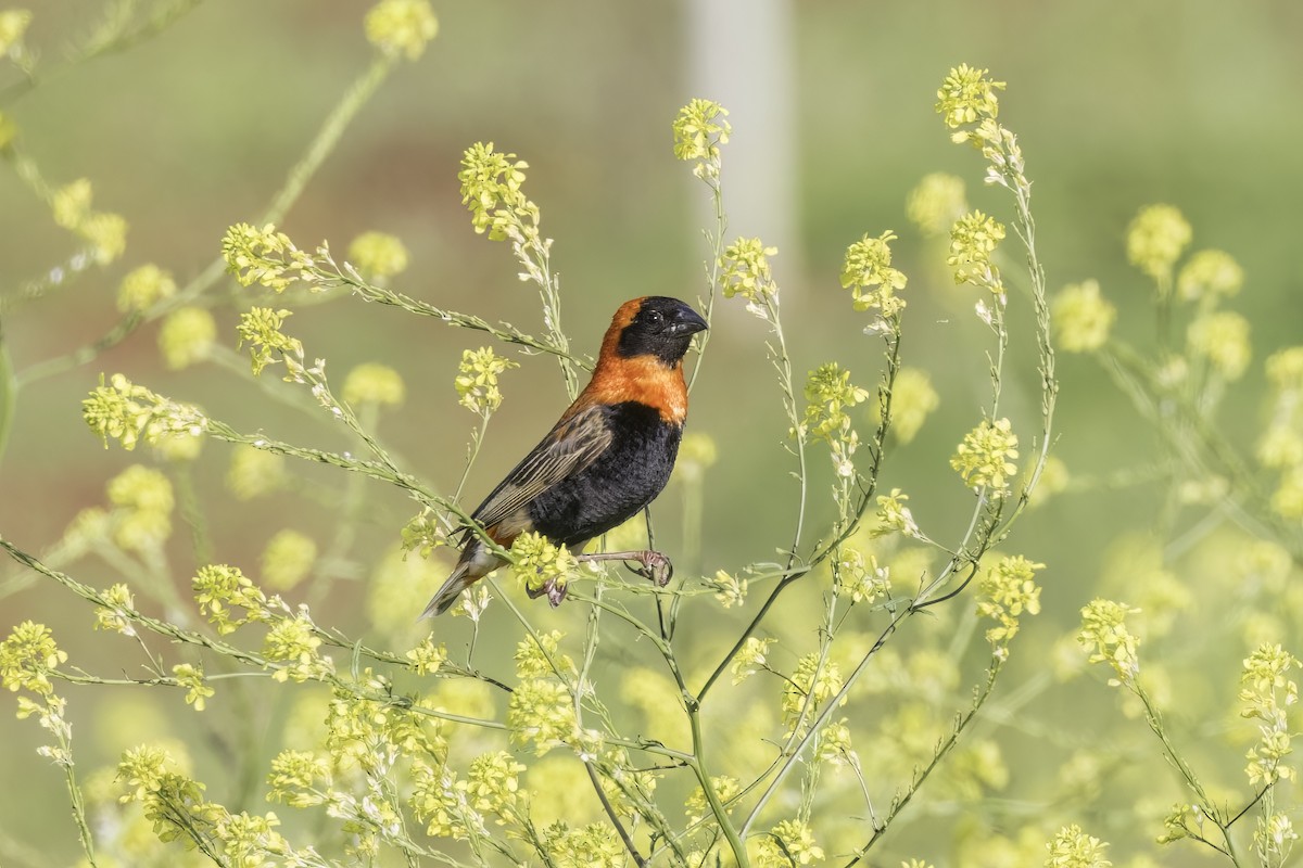 Southern Red Bishop - ML637632568