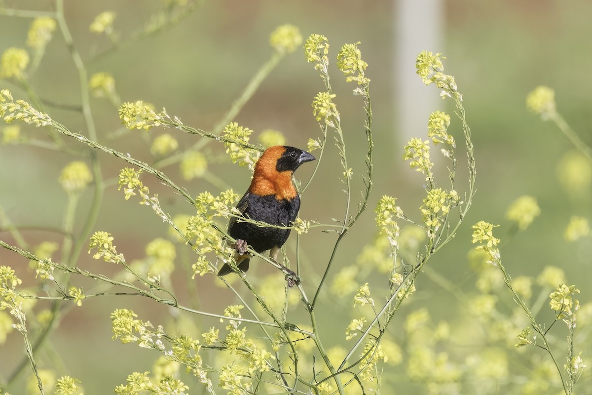 Southern Red Bishop - ML637632569