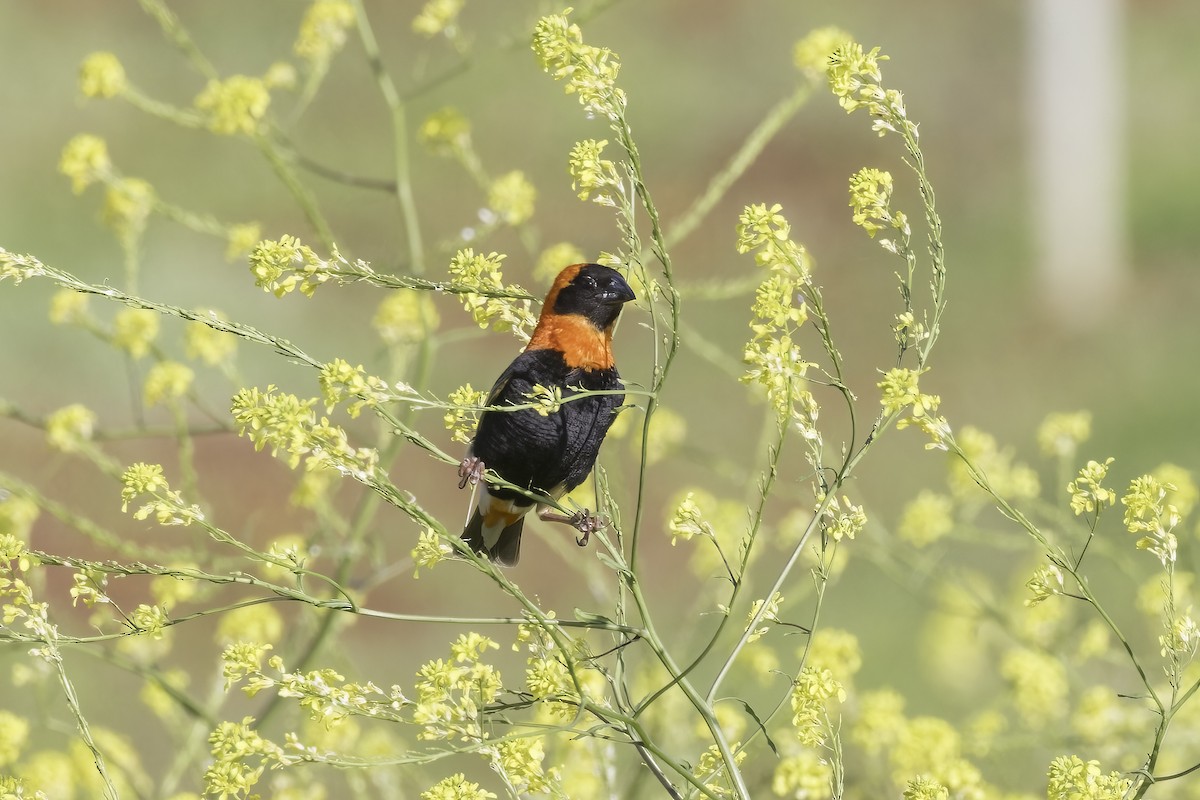 Southern Red Bishop - ML637632570