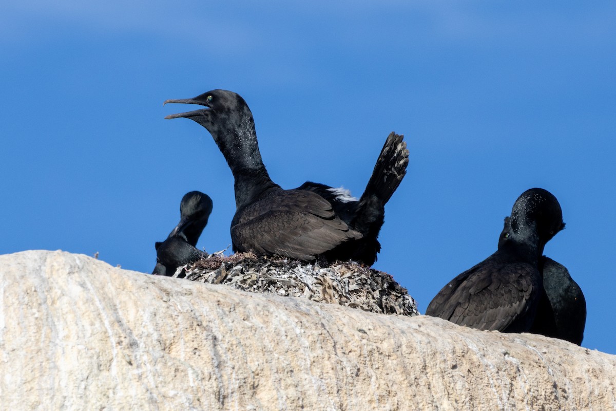 Bank Cormorant - ML637632588