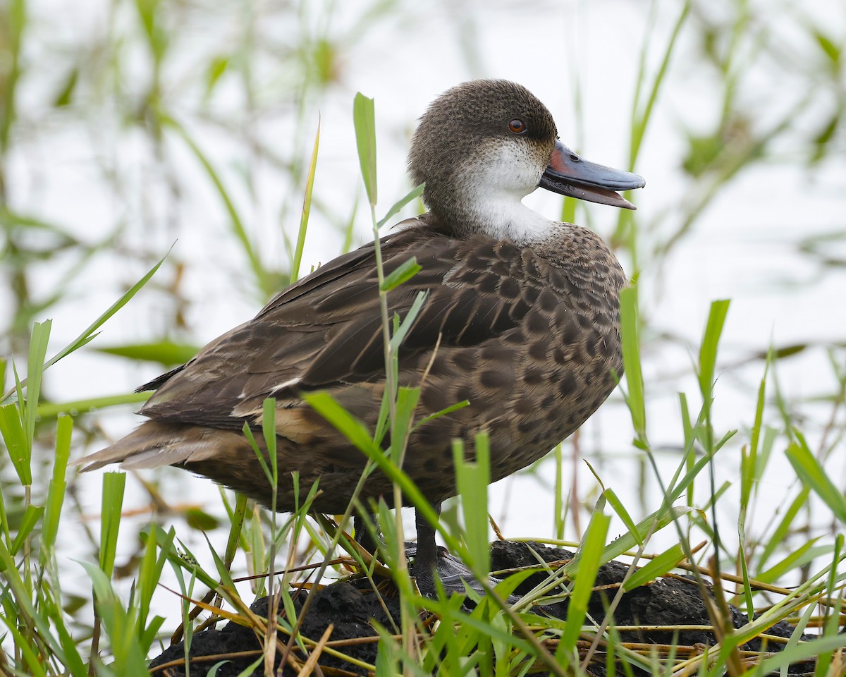 Шилохвіст білощокий (підвид galapagensis) - ML637632589