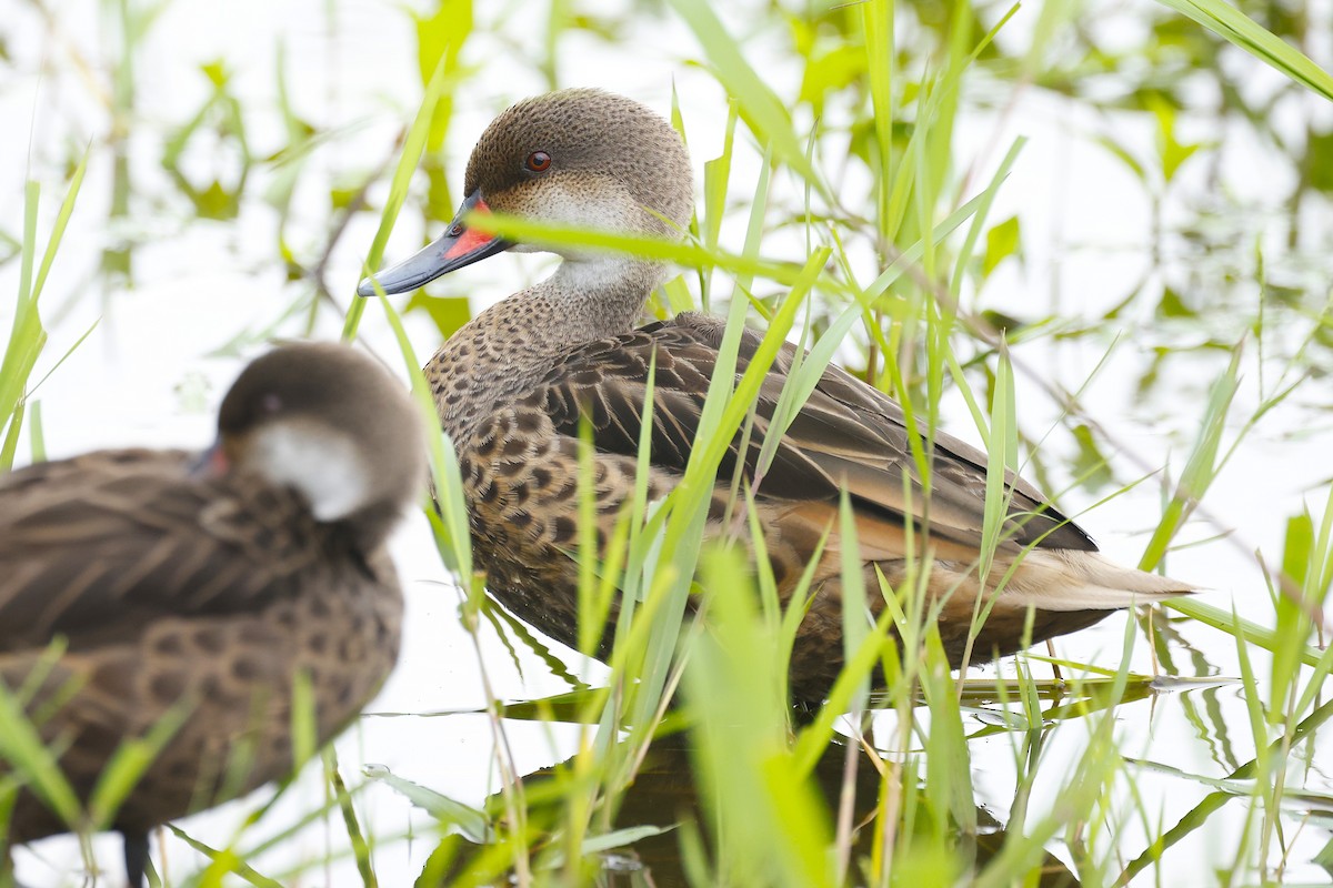 Шилохвіст білощокий (підвид galapagensis) - ML637632590