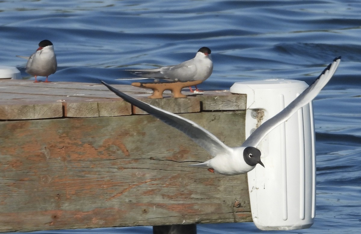 Arctic Tern - ML637632624