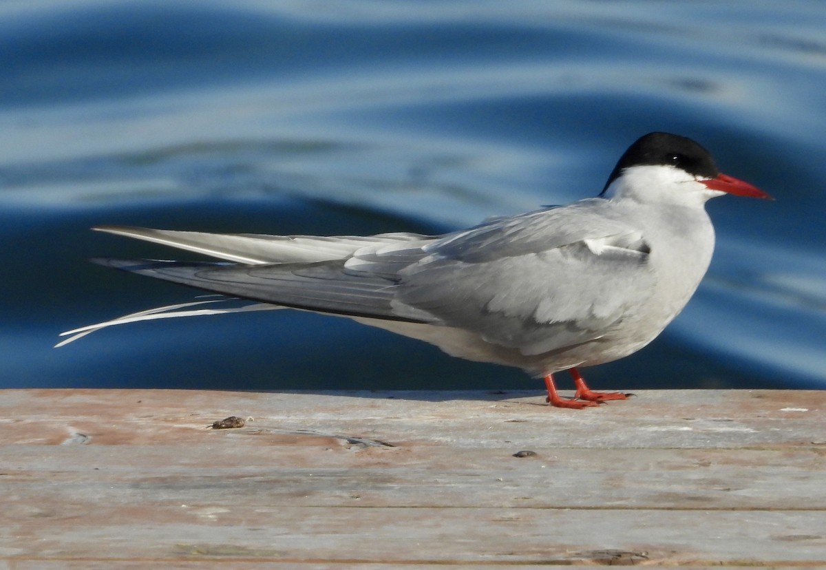 Arctic Tern - ML637632625