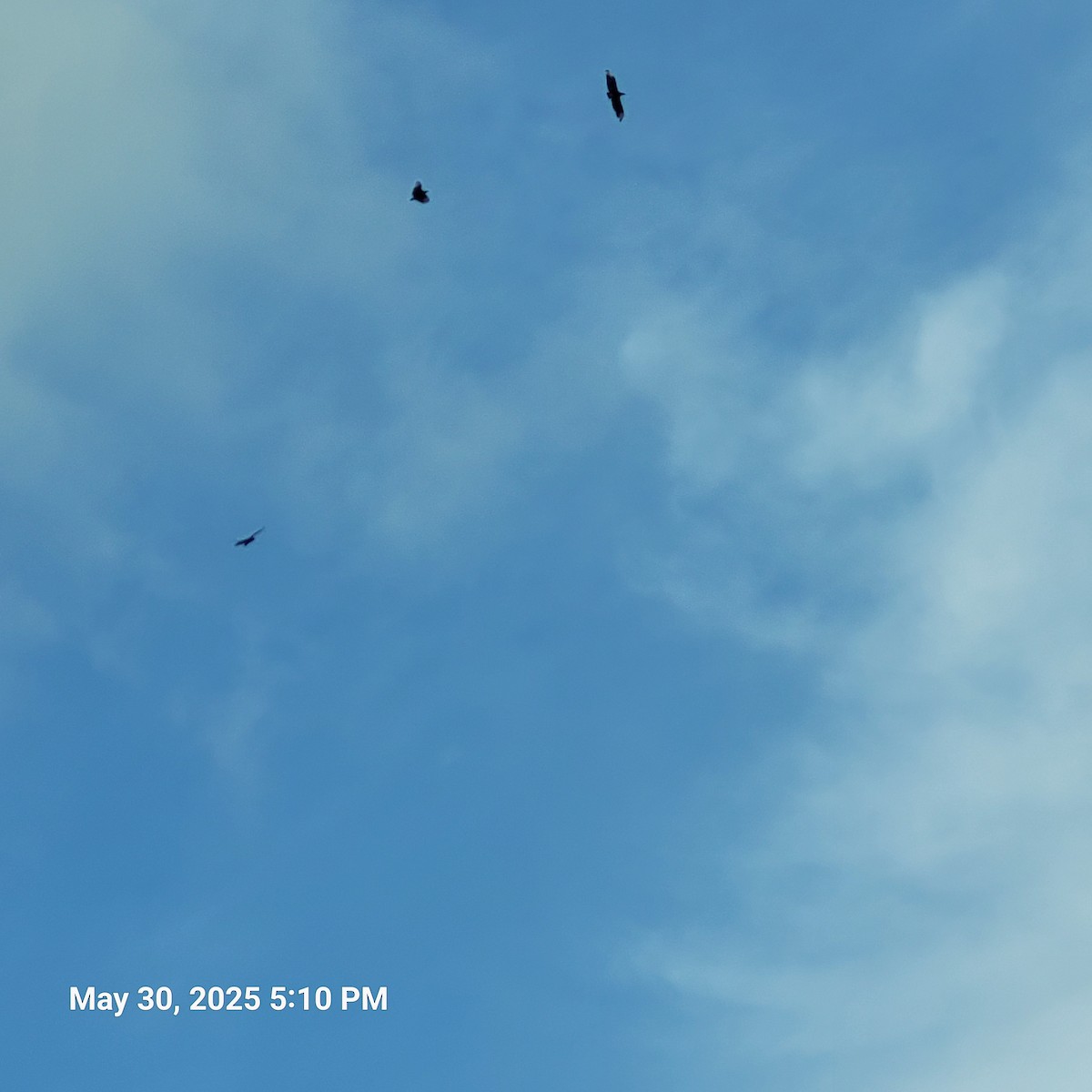 Black Vulture - ML637632632
