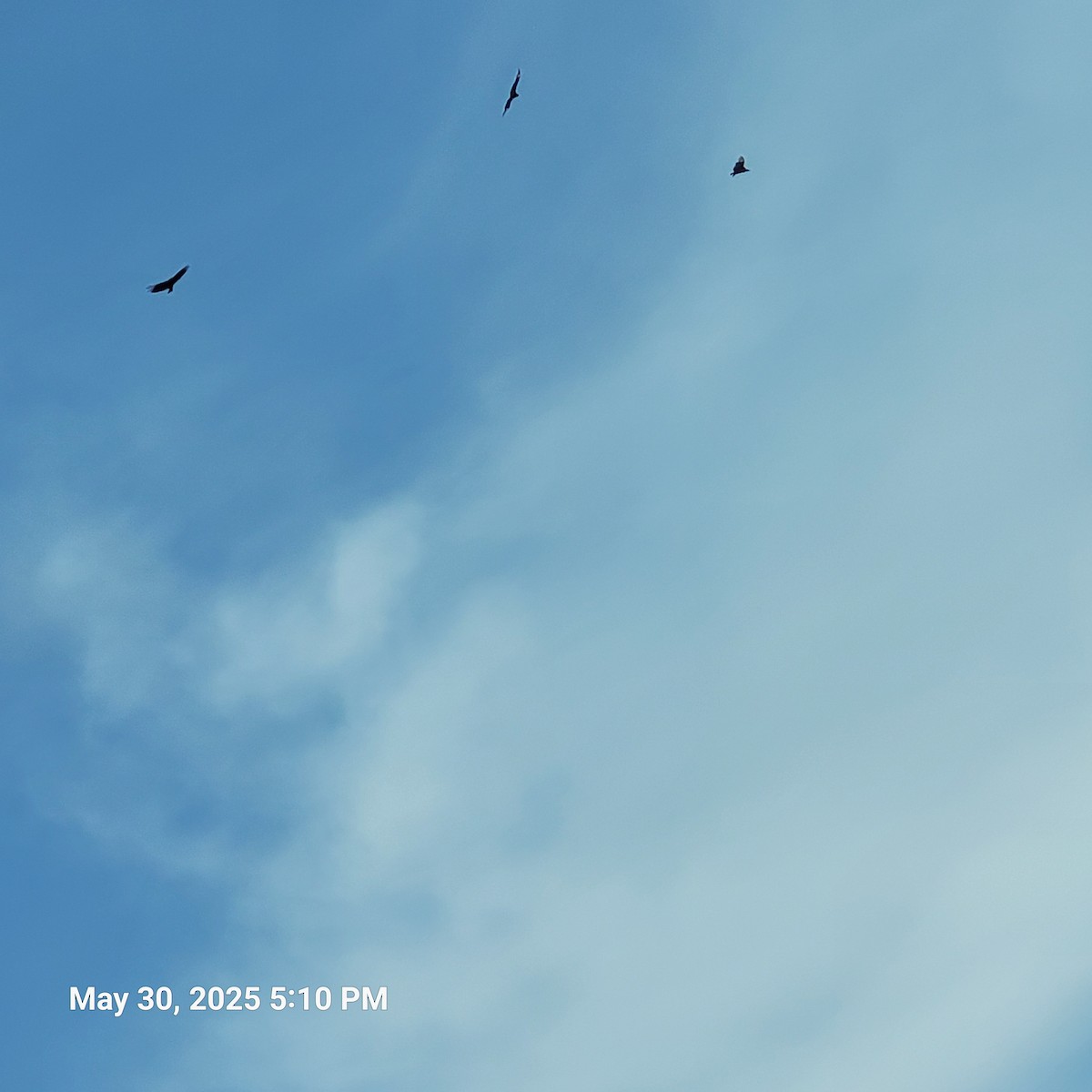 Black Vulture - ML637632633