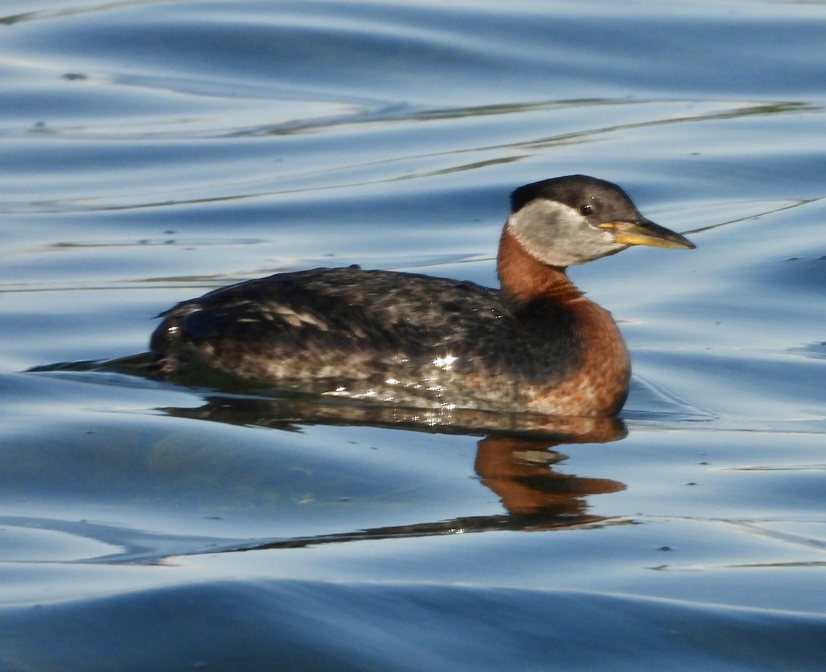 Red-necked Grebe - ML637632637