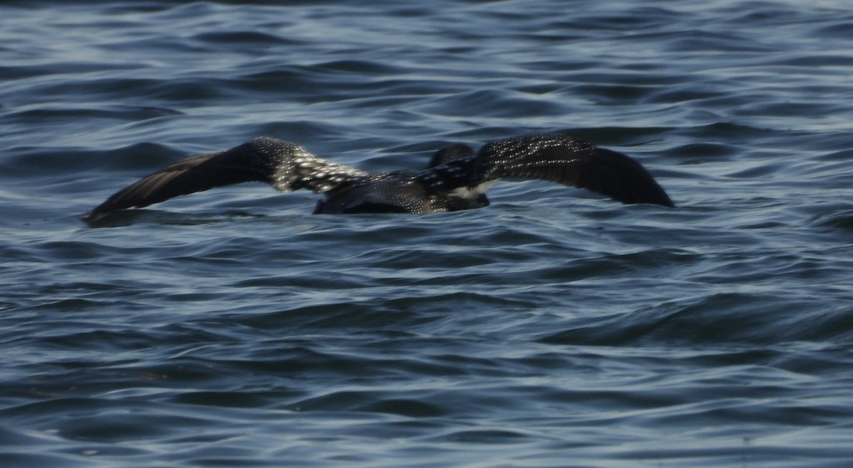 Common Loon - ML637632643
