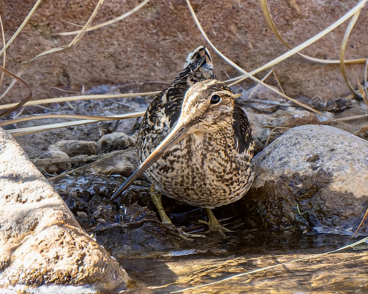 Puna Snipe - ML637632665