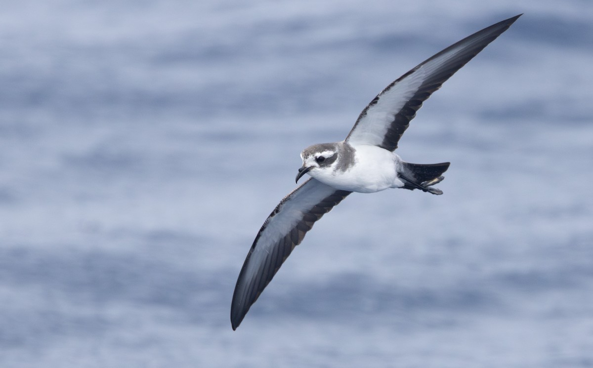 White-faced Storm-Petrel - ML637632798