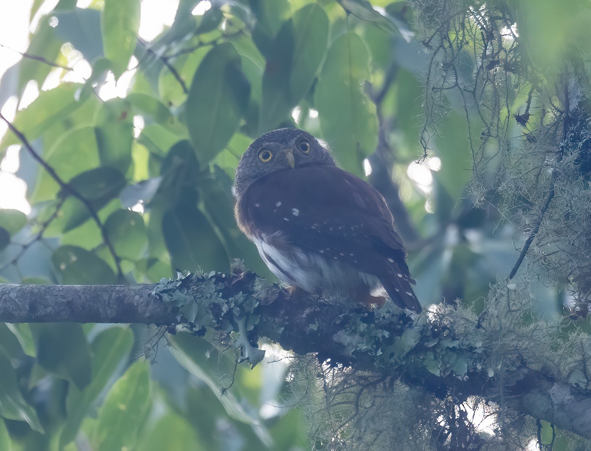 Central American Pygmy-Owl - ML637632804