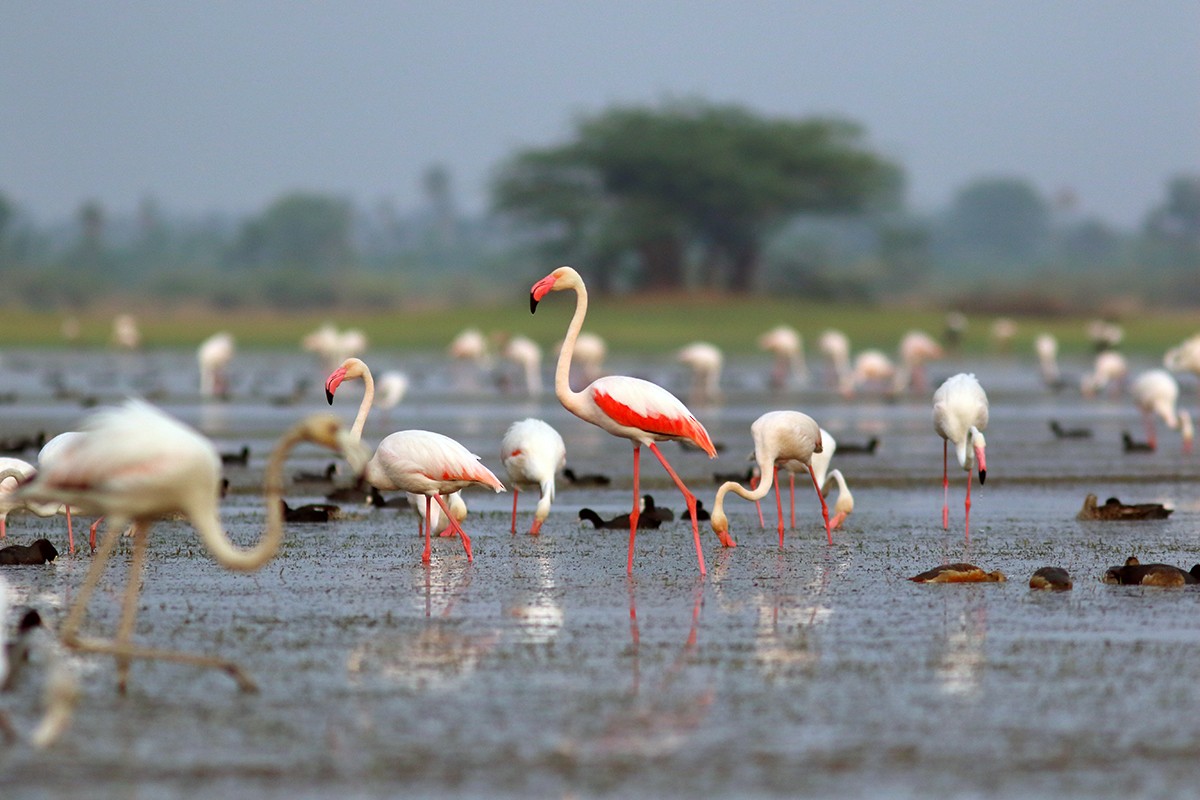 Greater Flamingo - ML637632819