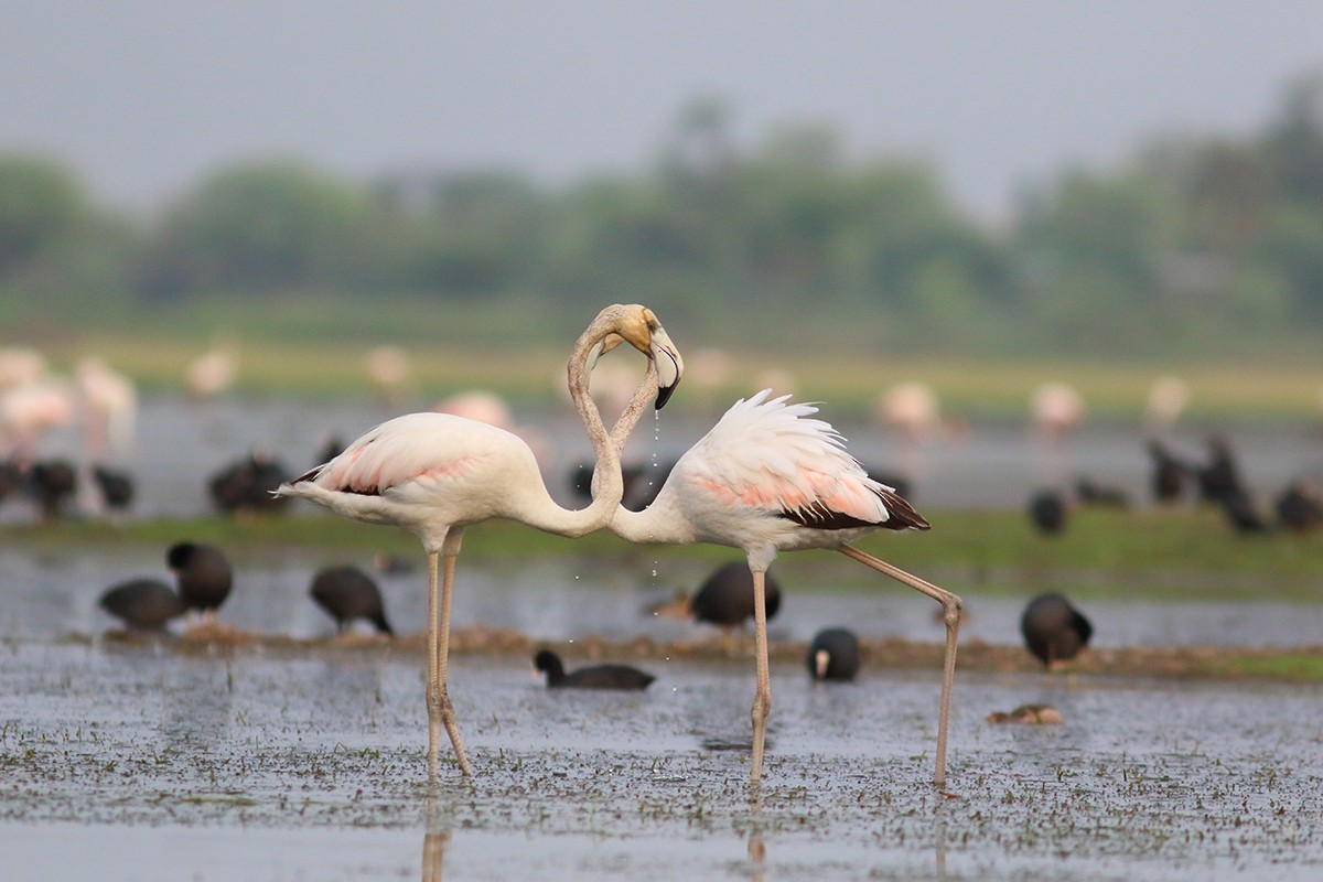 Greater Flamingo - ML637632820