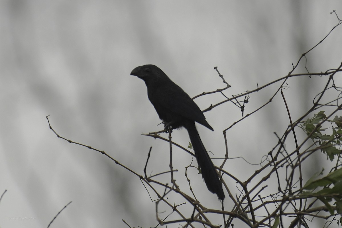 Groove-billed Ani - ML637632824
