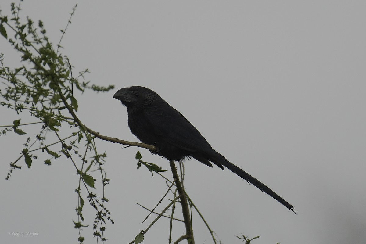Groove-billed Ani - ML637632825