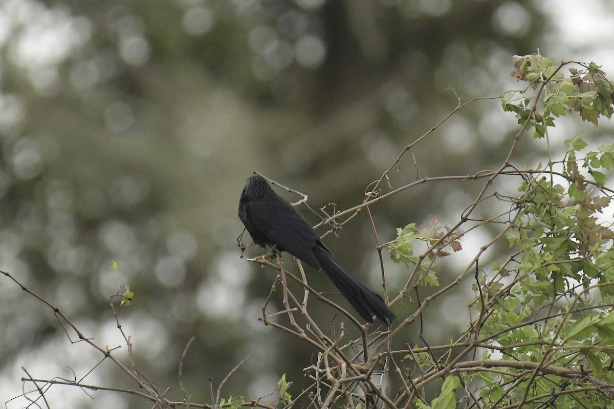 Groove-billed Ani - ML637632827