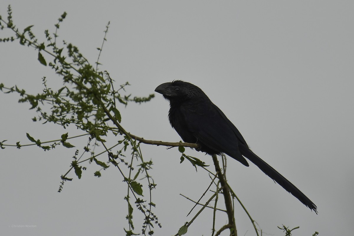 Groove-billed Ani - ML637632828