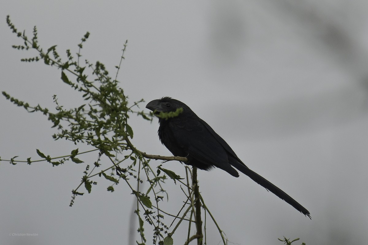 Groove-billed Ani - ML637632829