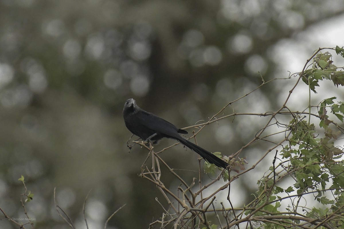 Groove-billed Ani - ML637632830