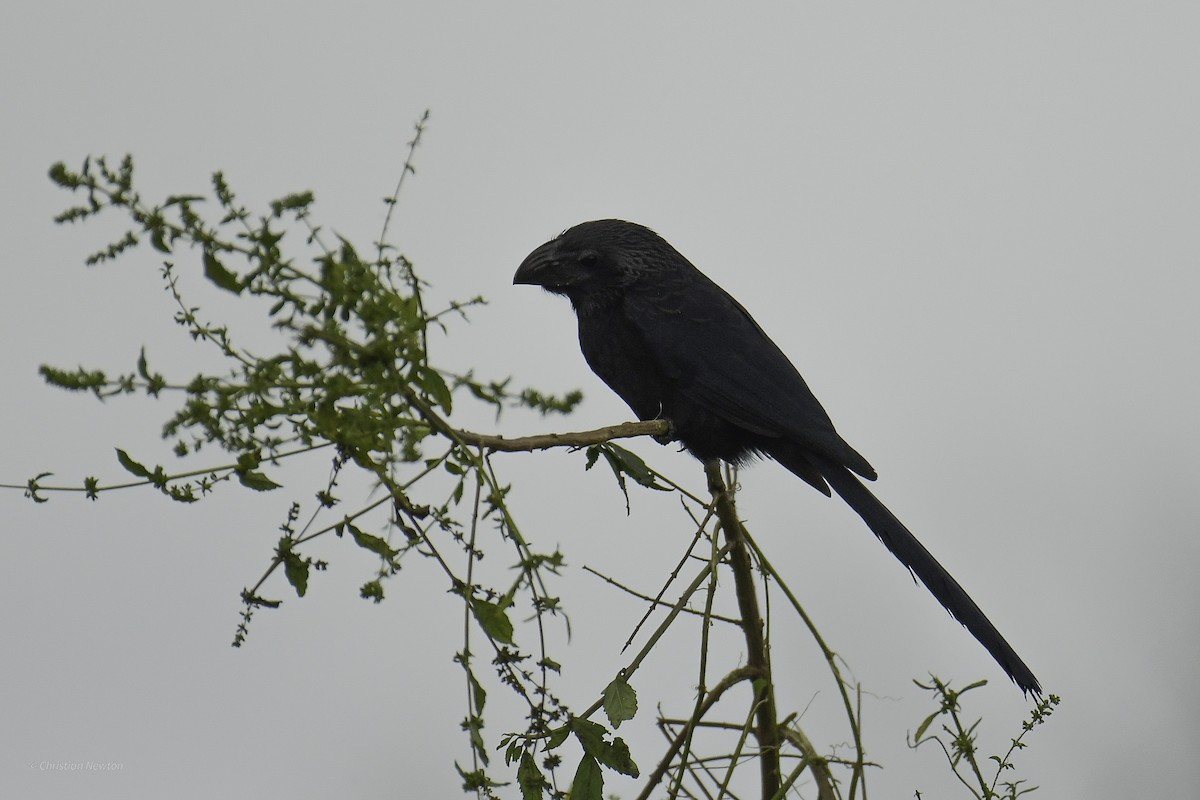 Groove-billed Ani - ML637632831