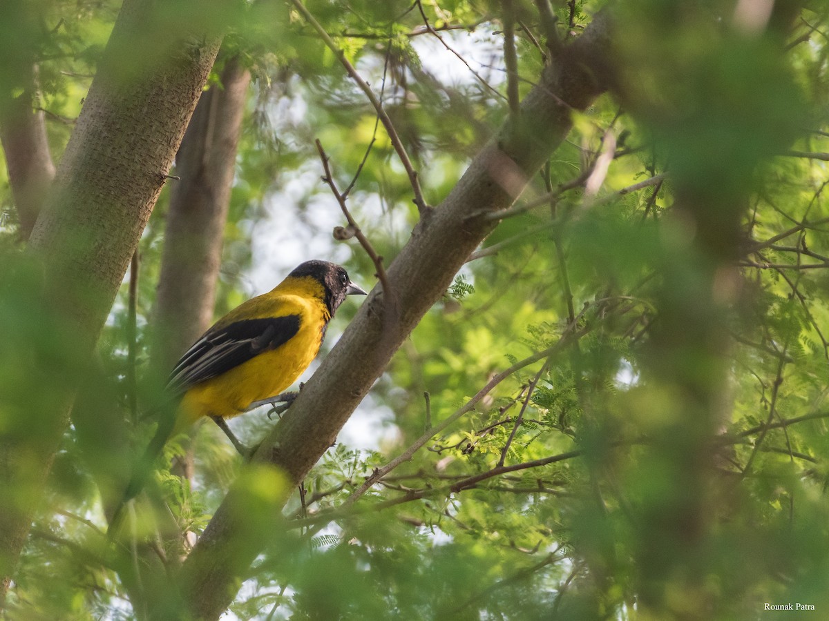 Audubon's Oriole - ML637632849