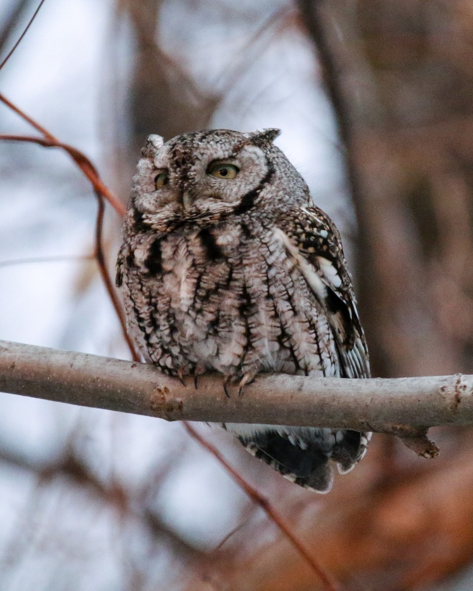 Eastern Screech-Owl - ML637632852
