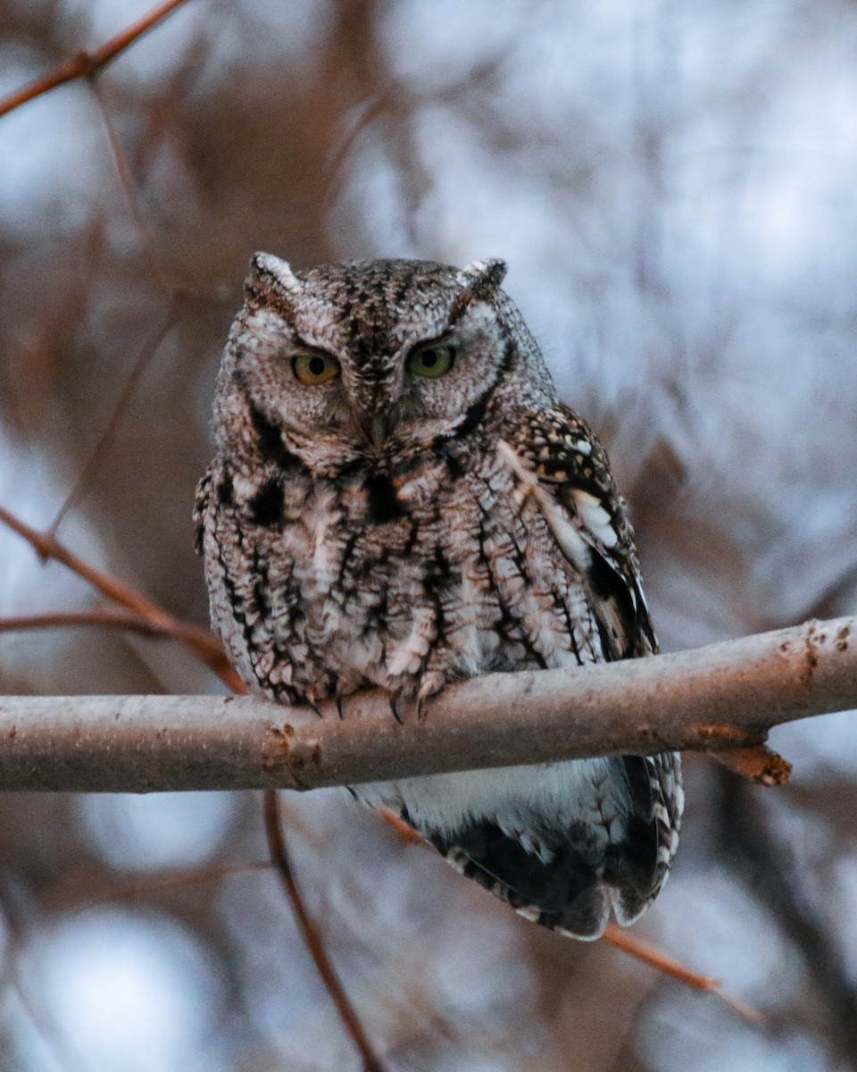 Eastern Screech-Owl - ML637632853