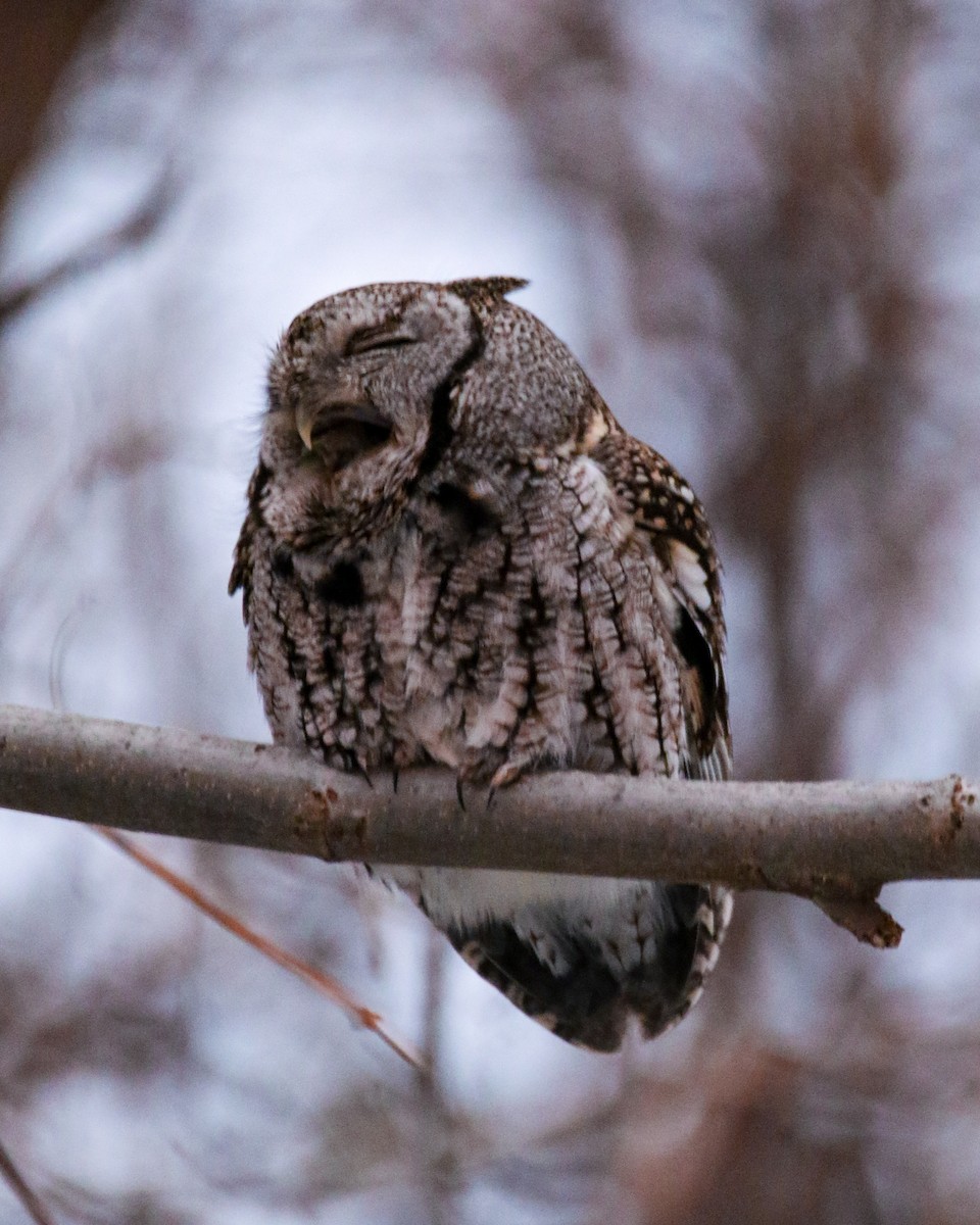 Eastern Screech-Owl - ML637632854