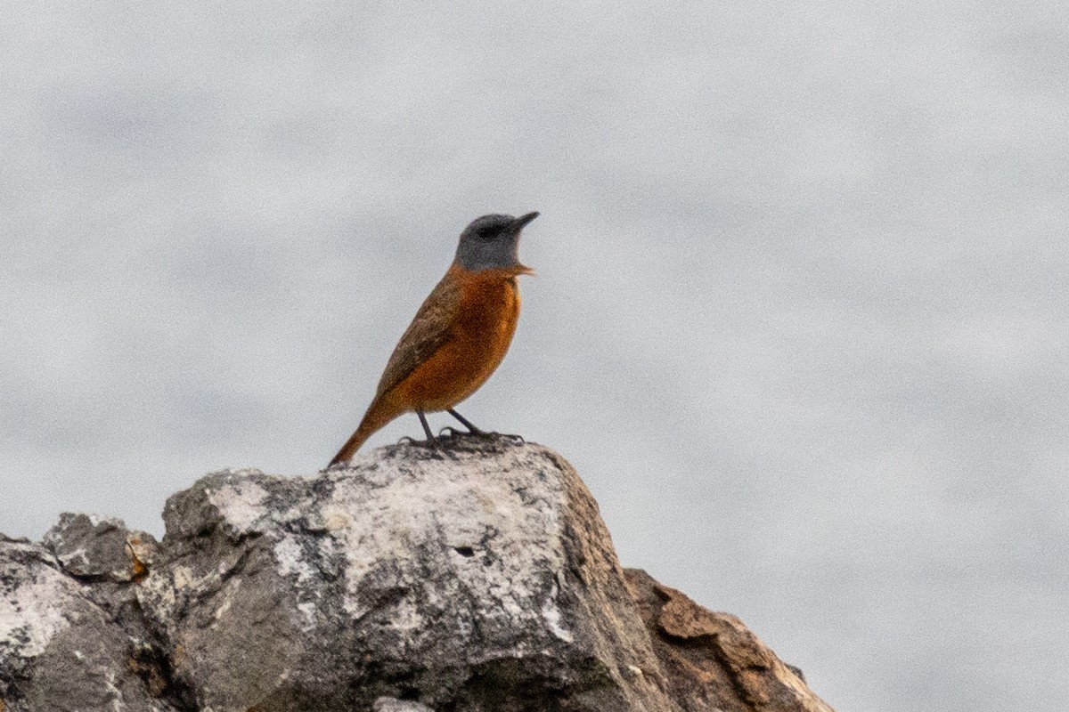 Cape Rock-Thrush - ML637632866