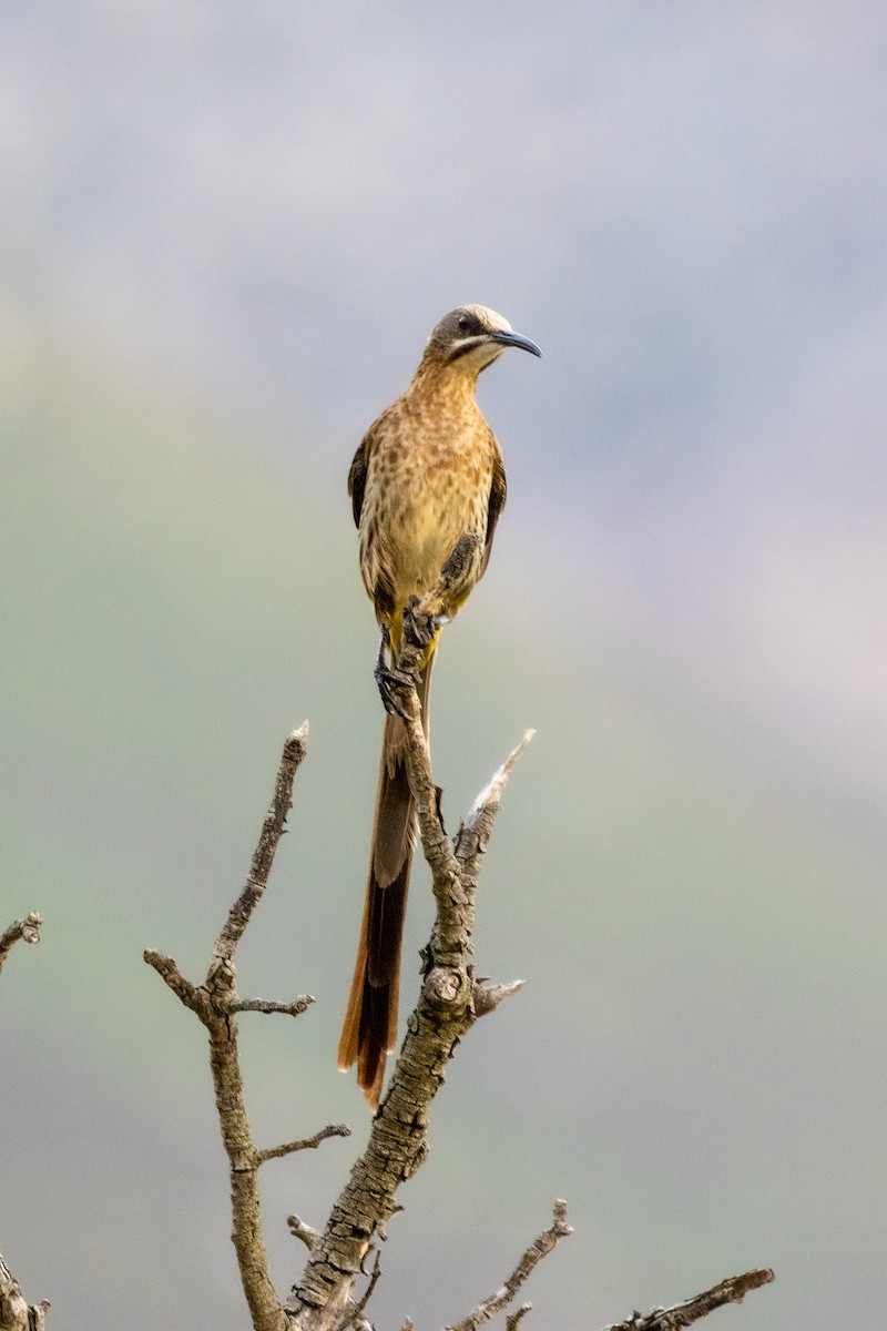 Cape Sugarbird - ML637632875