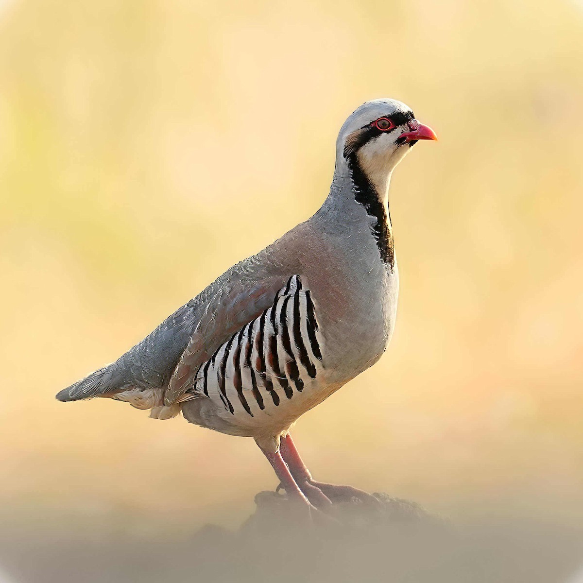 Хахилаг - ML637632877