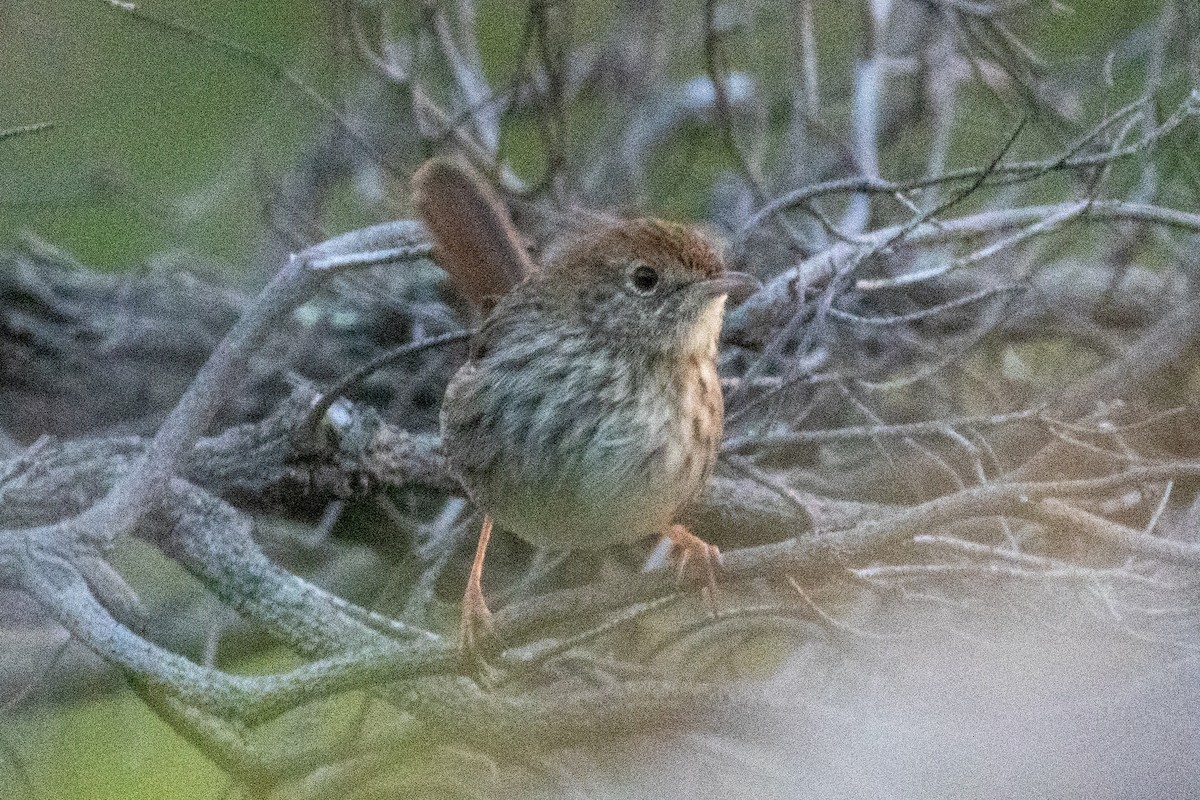 Cape Grassbird - ML637632879