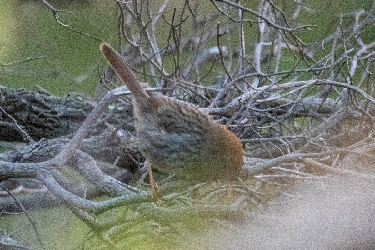 Cape Grassbird - ML637632885