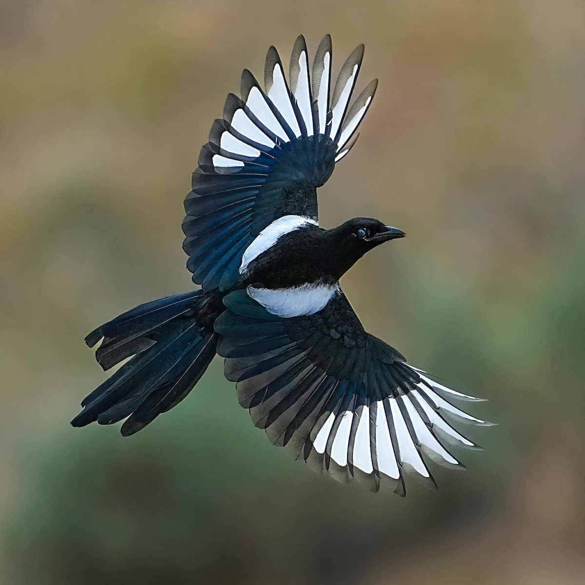 Black-billed Magpie - ML637632893