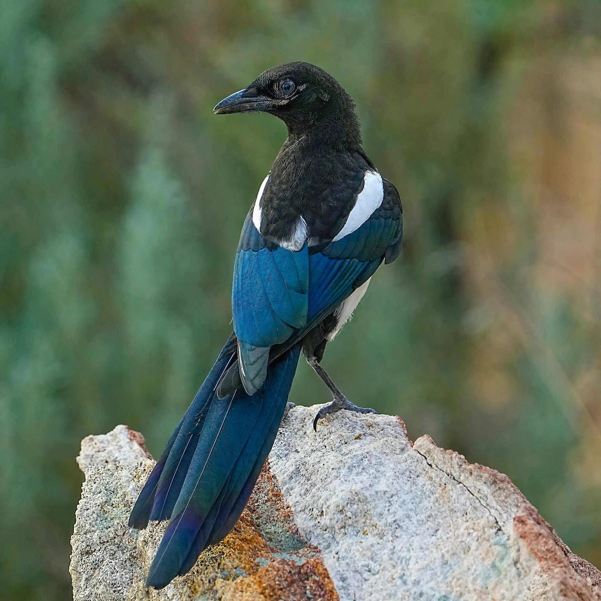Black-billed Magpie - ML637632897