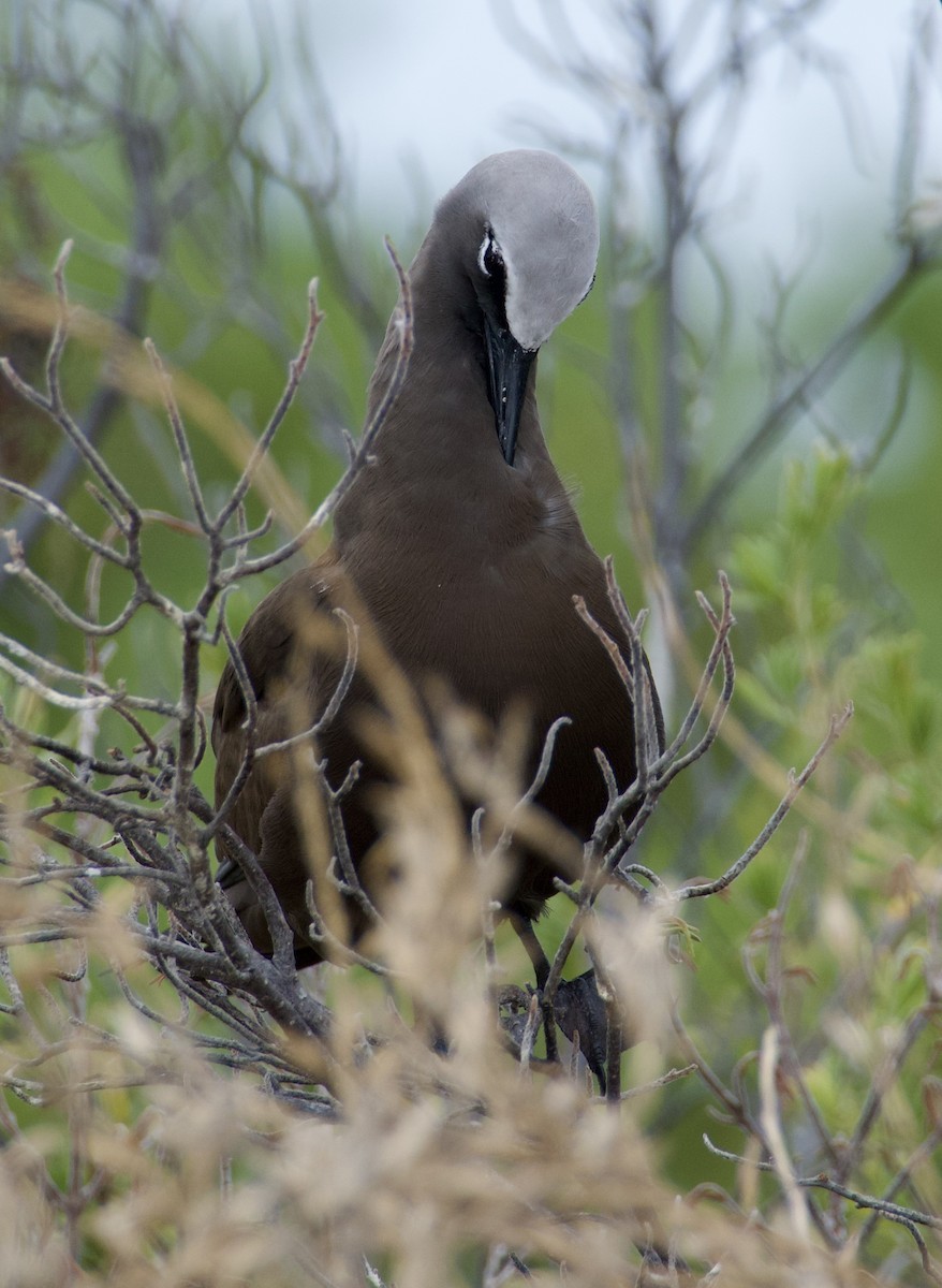Brown Noddy - ML637632899