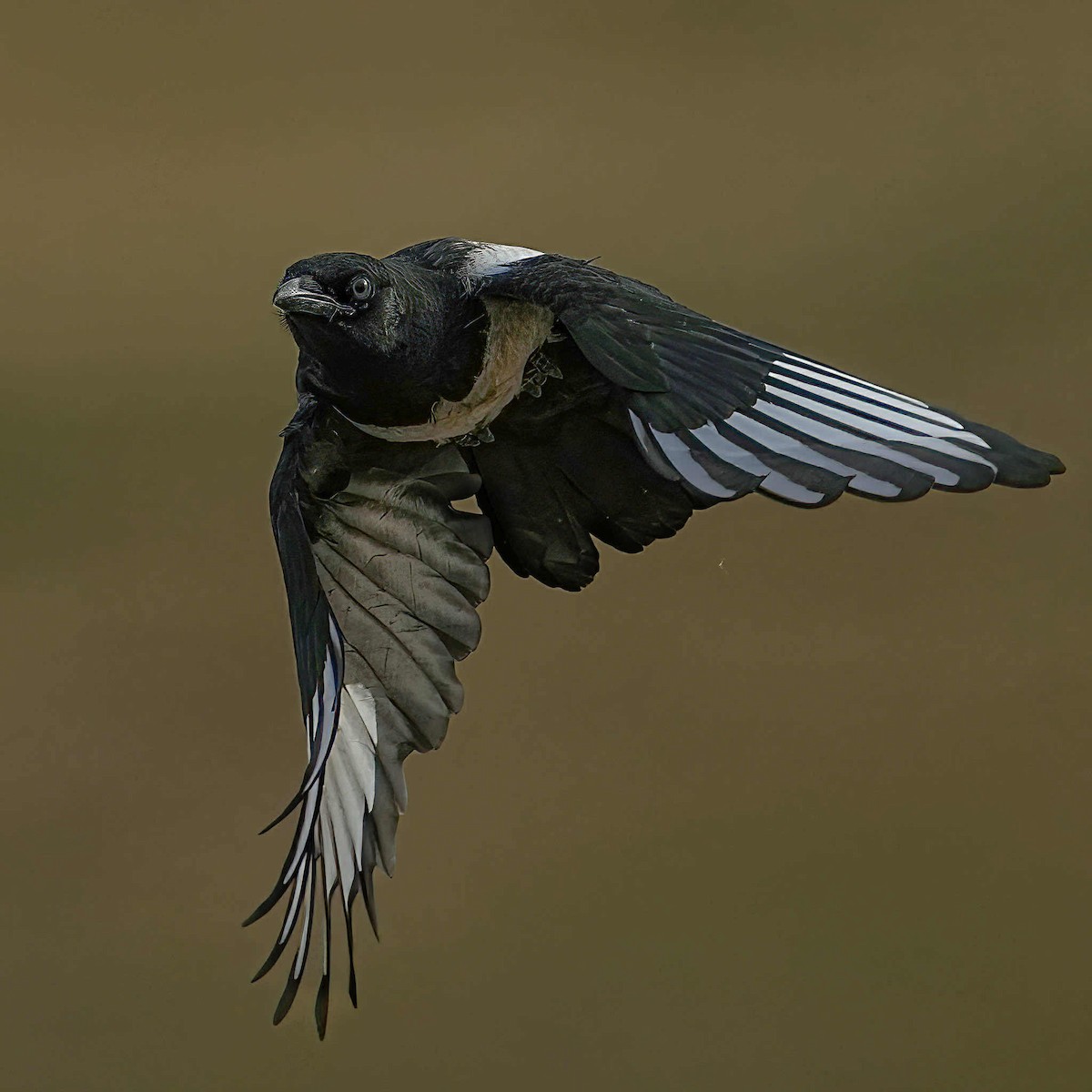 Black-billed Magpie - ML637632901