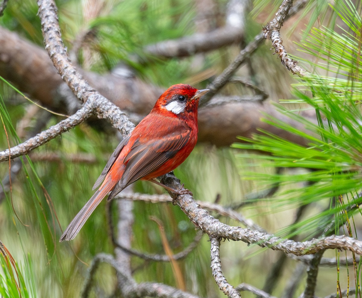 Red Warbler - ML637632923