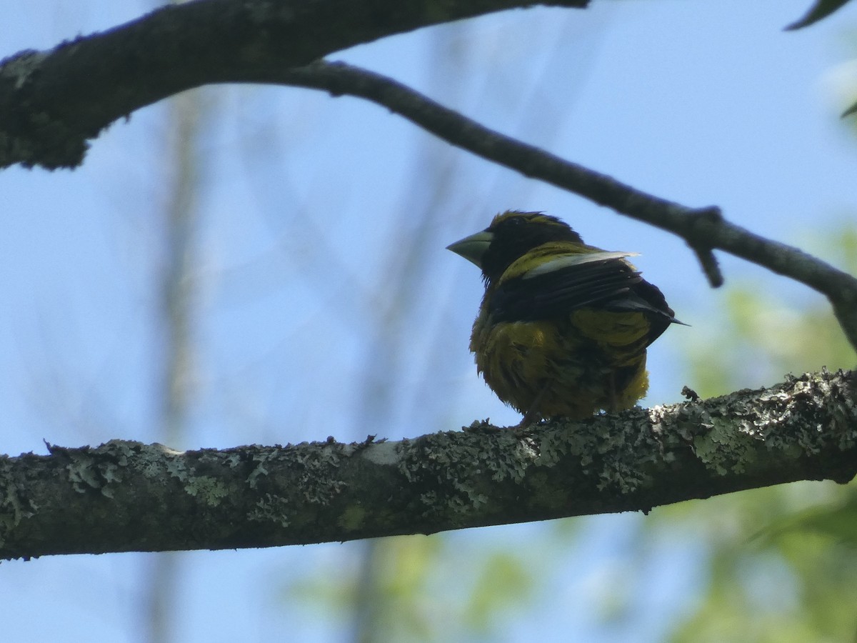 Evening Grosbeak - ML637632934