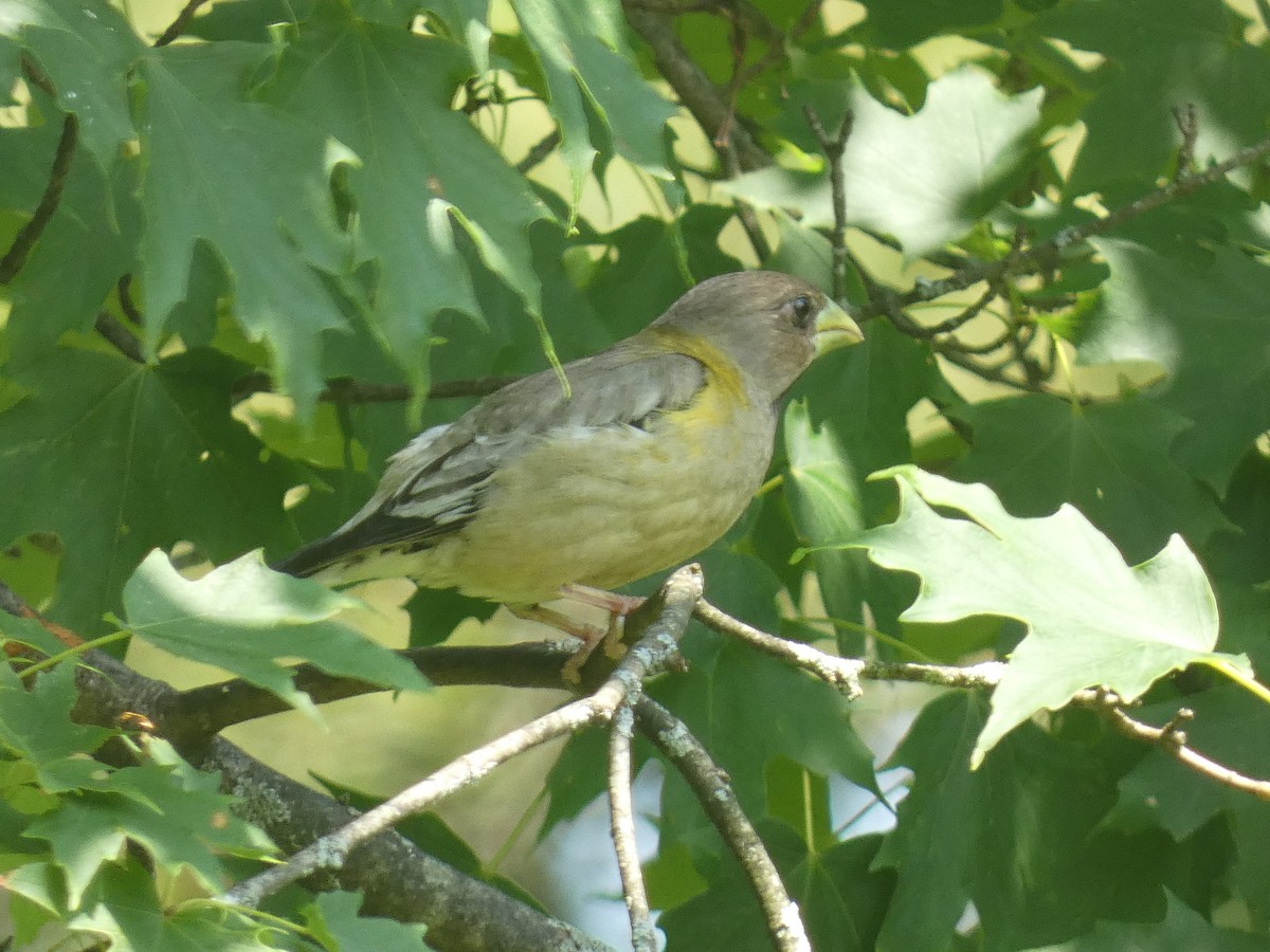 Evening Grosbeak - ML637632937