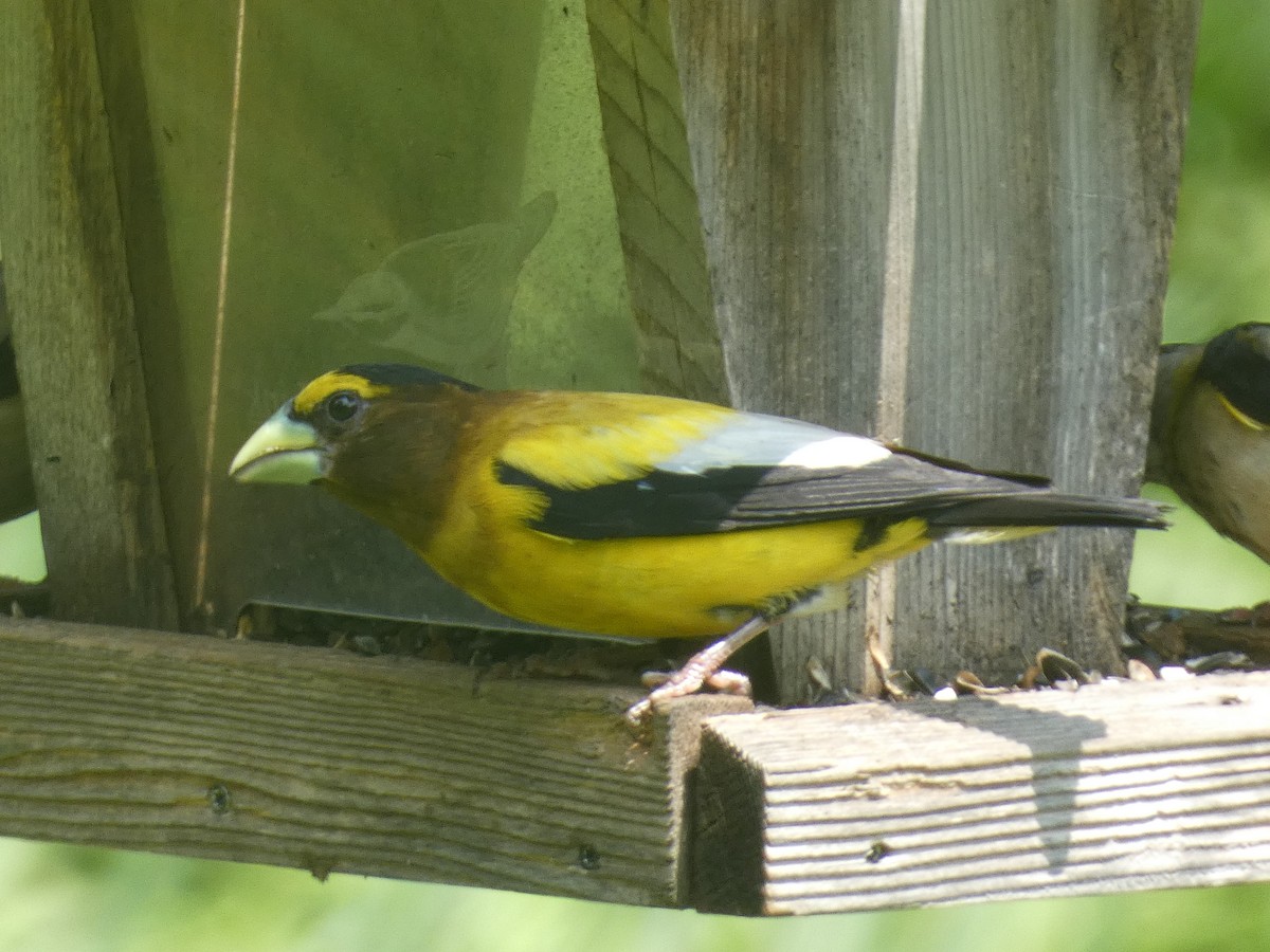 Evening Grosbeak - ML637632938