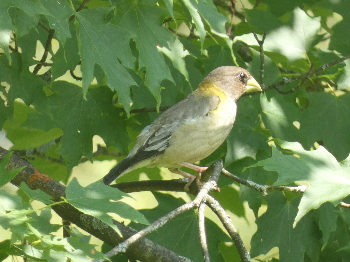 Evening Grosbeak - ML637632940