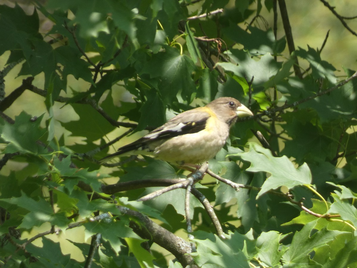 Evening Grosbeak - ML637632942