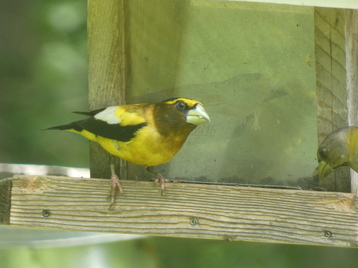 Evening Grosbeak - ML637632943
