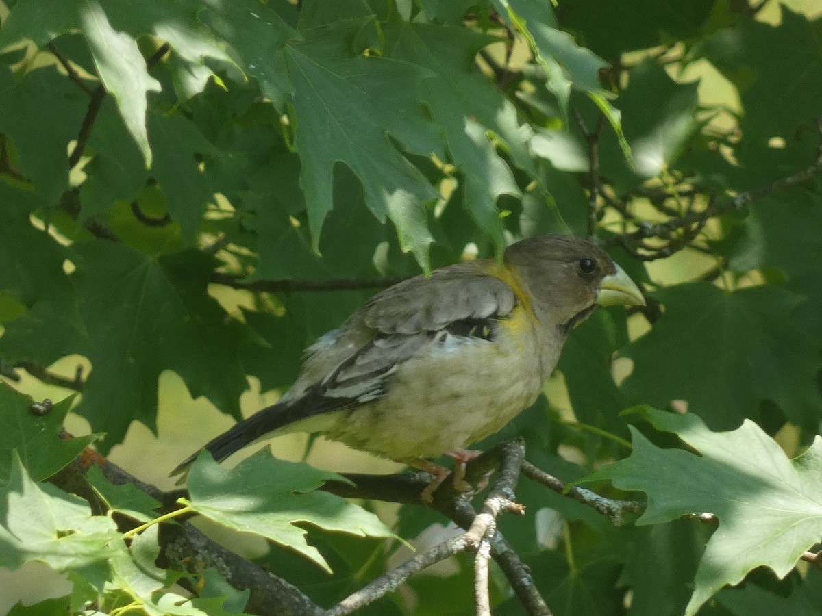 Evening Grosbeak - ML637632944