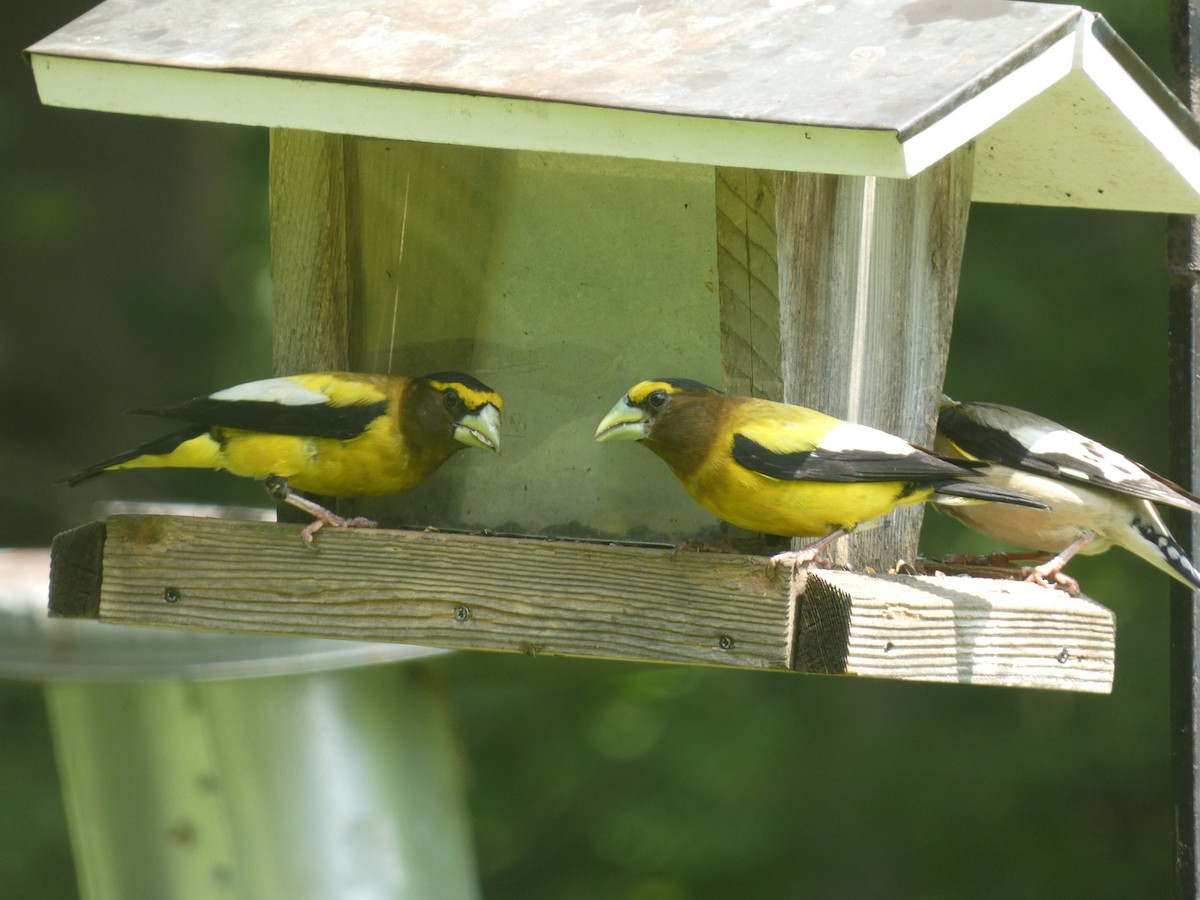 Evening Grosbeak - ML637632945