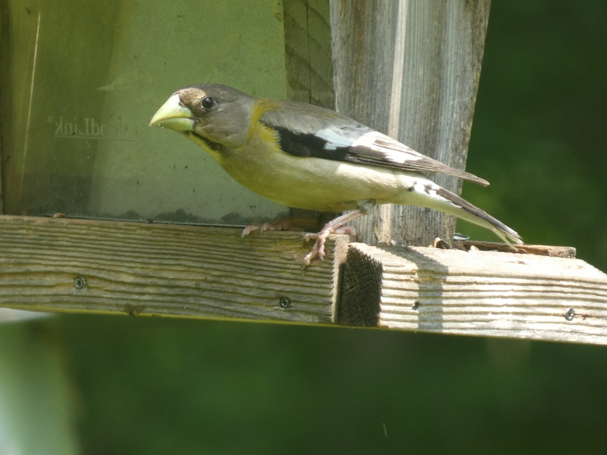 Evening Grosbeak - ML637632947