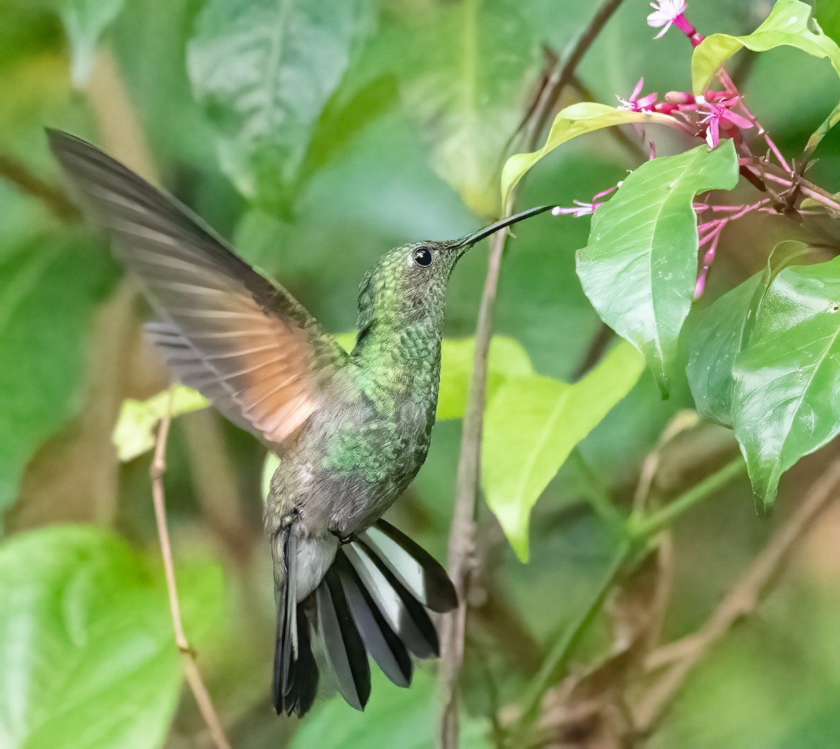 Stripe-tailed Hummingbird - ML637632959