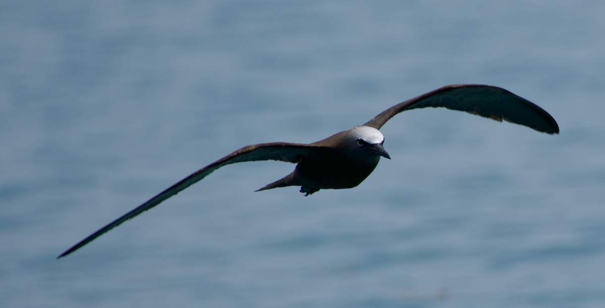 Brown Noddy - ML637632973