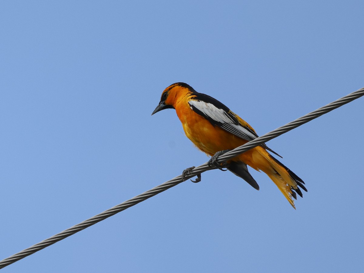 Bullock's Oriole - ML637633002